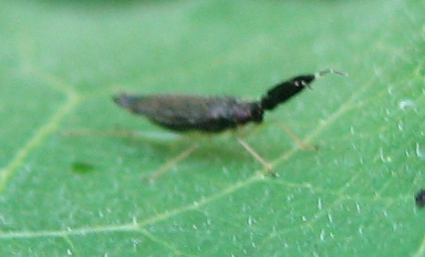 Miridae: Heterotoma sp. della Bassa Bergamasca